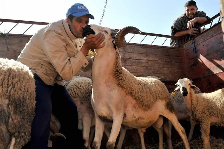 غلاء أضاحي العيد يتواصل بالمغرب.. و”الكسّابة”: الأسعار تلائم حجم المصاريف